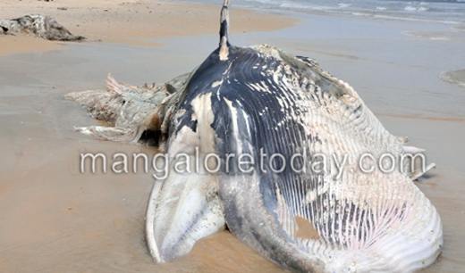 Yet another dead whale spotted; this time at Malpe beach